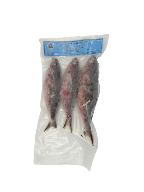 Bartail Fusiler