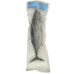 Bonito Tuna, Gills off, Gutted